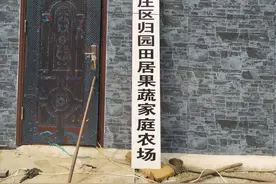 台儿庄区泥沟镇：“鸡司令”变身“农场主”图片