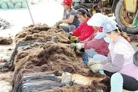 海上种菜？这个可以有，就叫龙须菜，来自荣成图片