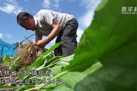 奋斗的幸福丨“人参之乡”的“致富经”视频封面