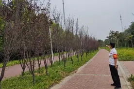 嘘？！大量虫子缠树这儿要闹虫灾？图片