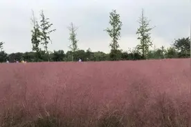美了！荆州这里的粉色花海即将进入最佳观赏期图片
