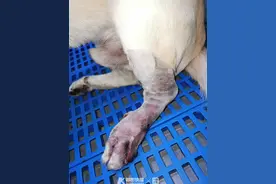 狗子钻草丛被毒蛇咬伤，杭州男主人当场把蛇砸死一并送医！兽医：5月以来接诊10多起了图片