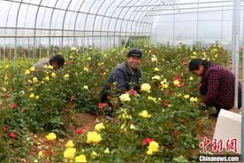甘肃上湾：鲜花种植托起致富梦图片