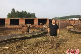 传统绿色养殖借助现代销售方式助村民致富奔小康图片