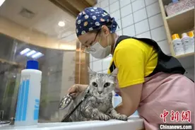 中秋市场“它经济”：生活仪式感催生中国宠物经济新浪潮图片