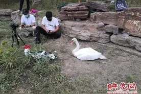 那只恋上郑州并在贾鲁河孕育宝宝的天鹅妈妈走了图片