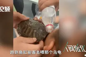 男子调戏乌龟被狠咬住脸，解救方法可谓神操作！网友：看着都疼啊图片