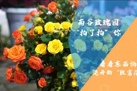 南谷玫瑰园“拍了拍”你：看看东西协作浇开的“致富花”视频封面