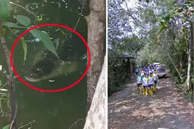 游客拍到鳄鱼潜伏在小路旁 离孩子们仅几英尺远图片