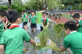 电子科大附小学生开学收获亲手种的水稻，称重后可带回家食用图片