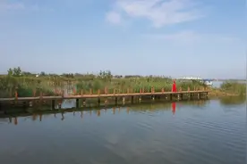 32秒丨赏心悦目流连忘返！鱼台柳清湖生态湿地金秋美景惹人醉视频封面