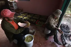 传统方法制作葡萄干图片