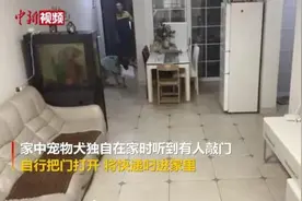 别人家的狗！会收快递，还帮小主人打掩护图片