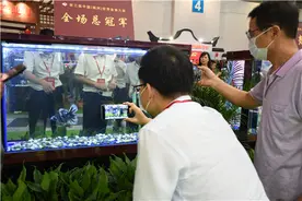 世界金鱼大赛闽侯金鱼再创佳绩图片