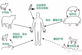 专家解释兰州“布鲁氏菌事件”：什么是“布病”？图片