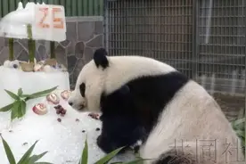 因疫情滞留日本，大熊猫“旦旦”在神户动物园迎来25岁生日图片