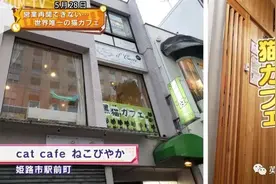 日本这家特别的猫咖收留各种被嫌弃的"黑煤球"，画风也太霸气了图片