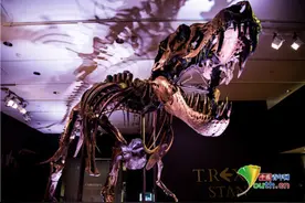 纽约将拍卖霸王龙骨架 约有6700万年历史图片