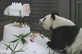 旅日大熊猫旦旦庆祝25岁生日 收获冰蛋糕礼物吐舌卖萌图片
