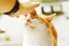 “吸猫”成瘾，该怪你还是怪猫图片
