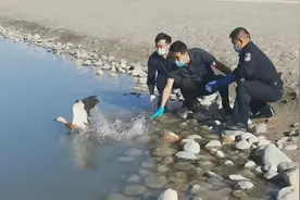 新疆博州：“山野之灵”重归自然视频封面