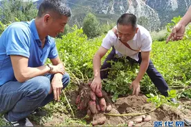 四川种出可生吃土豆是真的吗 四川种出可生吃土豆怎么卖图片