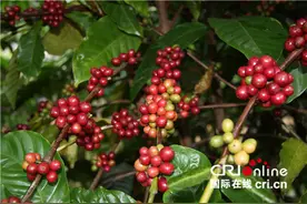 苦咖啡里的甜秘密图片