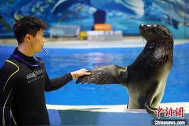 海狮兄弟亮相南京海底世界萌萌哒图片
