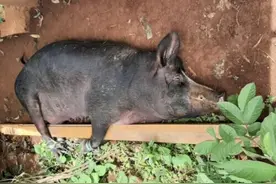 缅甸北部掸邦克钦邦等地出现猪瘟疫情图片