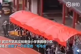 老师用移动雨棚接送学生，活像一只“毛毛虫”网友：可可爱爱图片