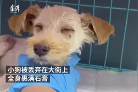 三个月大小狗裹满石膏被丢在街头，警方受理案件视频封面