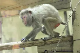 世界最高龄人工饲育猕猴42岁 在日本京都动物园悠闲度日图片