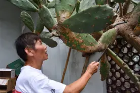 15年前捡到的两片“掌”，如今长成“仙人树”，开红花结红果图片