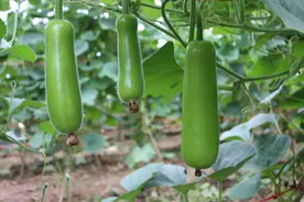 这种蔬菜有苦味了就得扔，否则会中毒图片