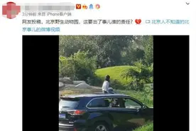 给老虎送餐？野生动物园内，女孩坐车顶游园图片