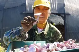 蘑菇，紫的，还带花……20元一斤｜今年新引进地产的“紫花脸”上市了，买吗？图片
