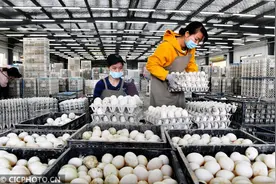 河南商丘：种鸭蛋旅行记图片