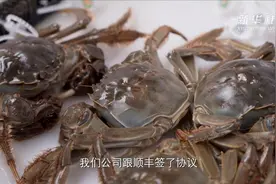 江苏苏州举行阳澄湖大闸蟹开捕仪式 将于国庆节前后批量上市视频封面