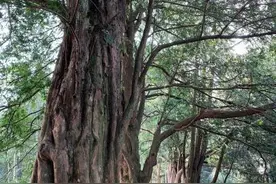 江西九江小山村“变身记”：换个方法靠山吃“山”图片