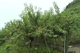 丽水秋蜜桃上市了，你吃过吗？图片