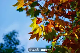 街头摄影节㉘｜眼下的杭城，目之所及，皆是美好图片