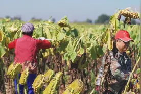 葵花秋收果实沉视频封面