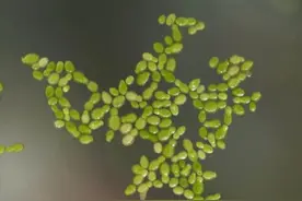 冷知识｜世界上最小的花长这样！杭州这里就可以看到，去找找吧图片