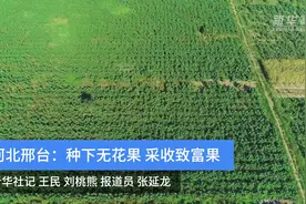 河北邢台：种下无花果 采收致富果视频封面