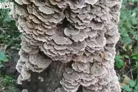 千山一棵枯树干上长了千朵“蘑菇”图片