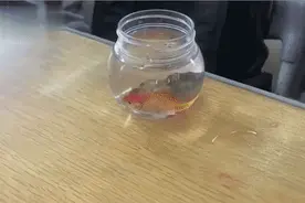 老师说要带一条鱼上课观察，小学生提着一斤大鲫鱼来了图片