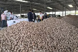 新疆叶城：核桃批发交易市场让买卖更便捷图片