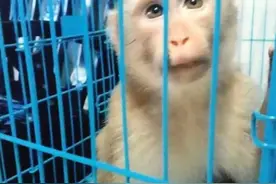将“大圣”养家中！亳州一女子非法收购出售濒危野生动物获刑图片