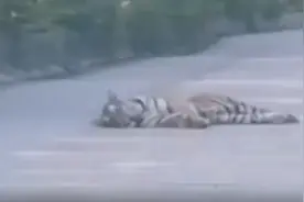 猛虎下山！吉林珲春市民接连遭遇野生东北虎，视频曝光图片