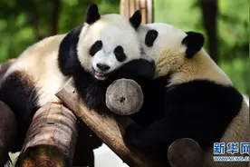 秦岭大熊猫惬意的午后时光图片